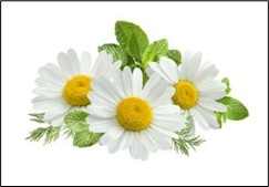 Gänseblümchen