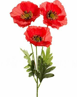 Mohnblumen