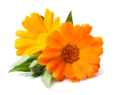 Ringelblümchen